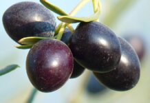 faire chauffer l'huile d'olives